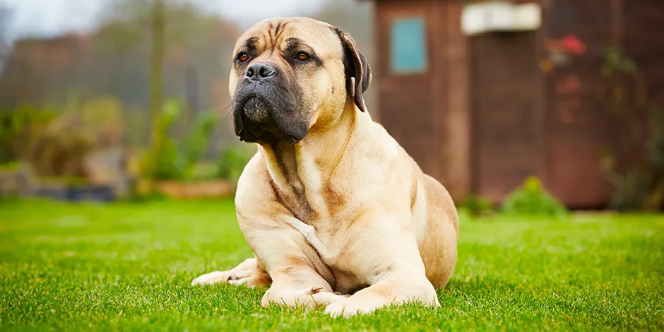 Argentina store cane corso